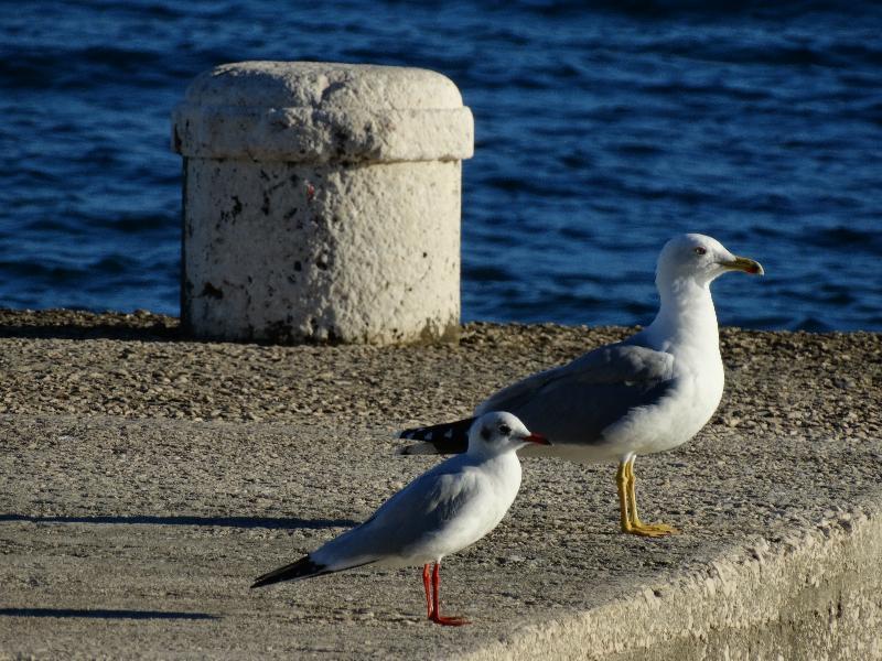 Guesthouse Pjaceta Split Dış mekan fotoğraf